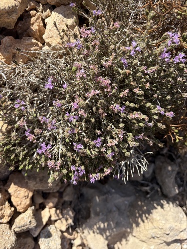 Thymbra capitata, photograph 1