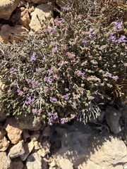 Thymbra capitata, photograph (c) pavlaki1968, some rights reserved (CC BY)