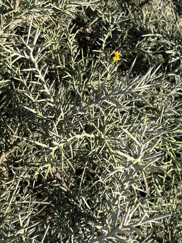 Alhagi graecorum, photograph 2