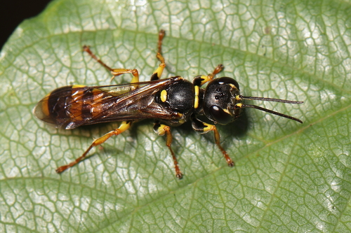 Field digger wasp