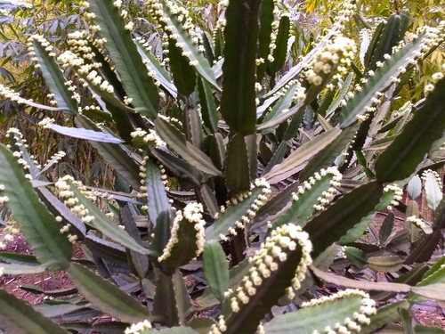 Euphorbia vajravelui