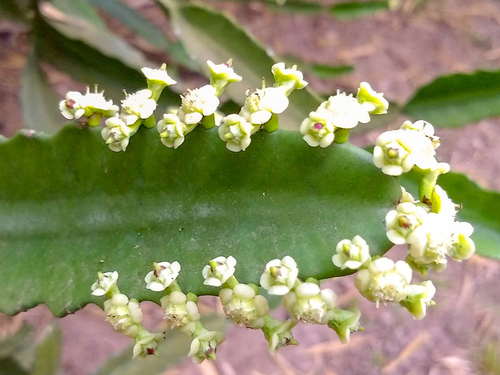 Euphorbia vajravelui, photograph 1