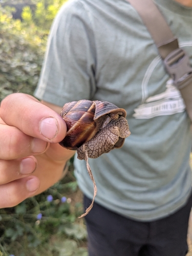 Turkish Snail