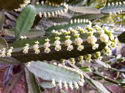 Euphorbia vajravelui, photograph 2