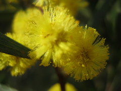 Acacia montana