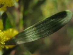 Acacia montana