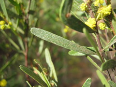 Acacia montana