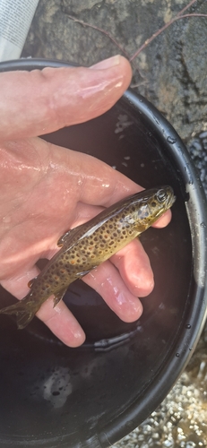 Brown Trout