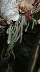 Pyrrosia linearifolia