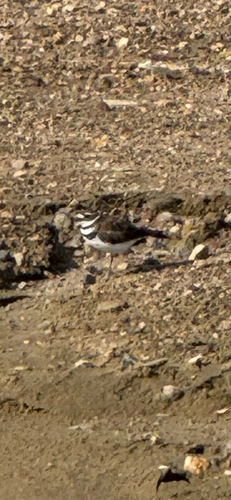 Killdeer