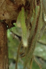 Pyrrosia linearifolia