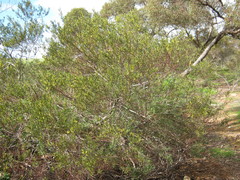Acacia montana
