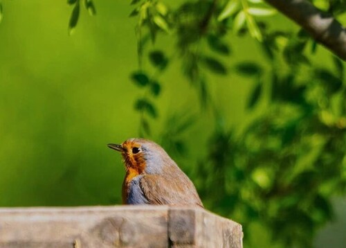 European Robin