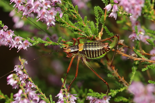 Eastern Saw-tailed Bush-cricket