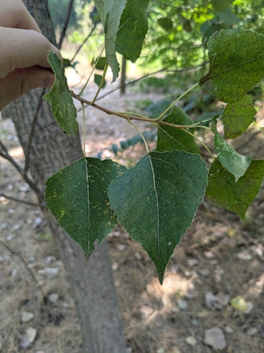 Black Poplar