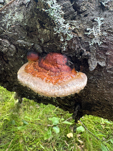 Red-banded Polypore