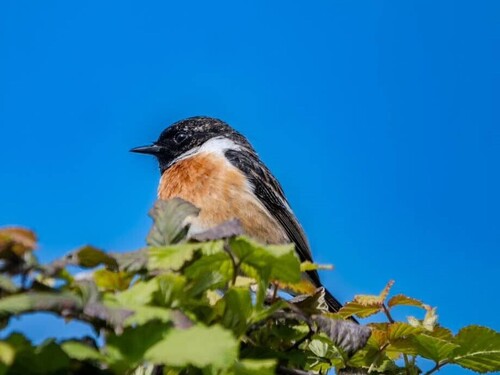 European Stonechat