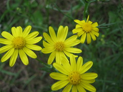 Senecio spanomerus