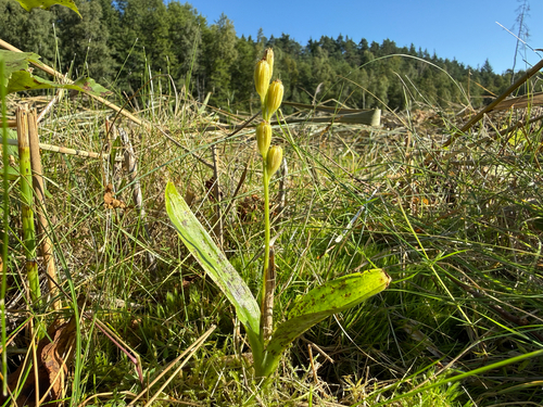 fen orchid