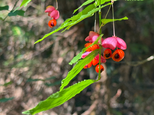 Warty-barked Spindle