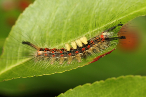 Rusty Tussock Moth