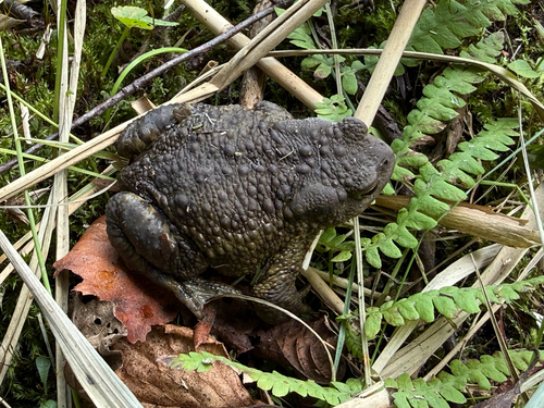 European Toad