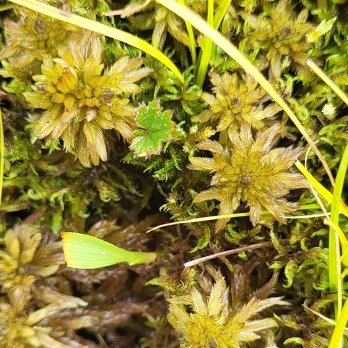Sphagnum lindbergii observed 2026-08-10