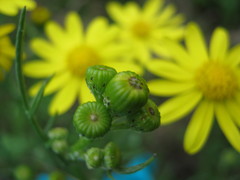 Senecio spanomerus