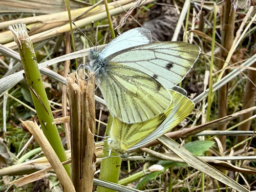 Green-veined White