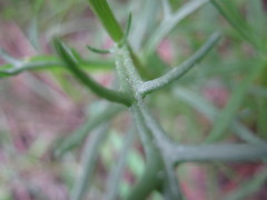 Senecio spanomerus
