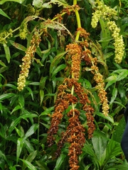 Rumex crispus crispus