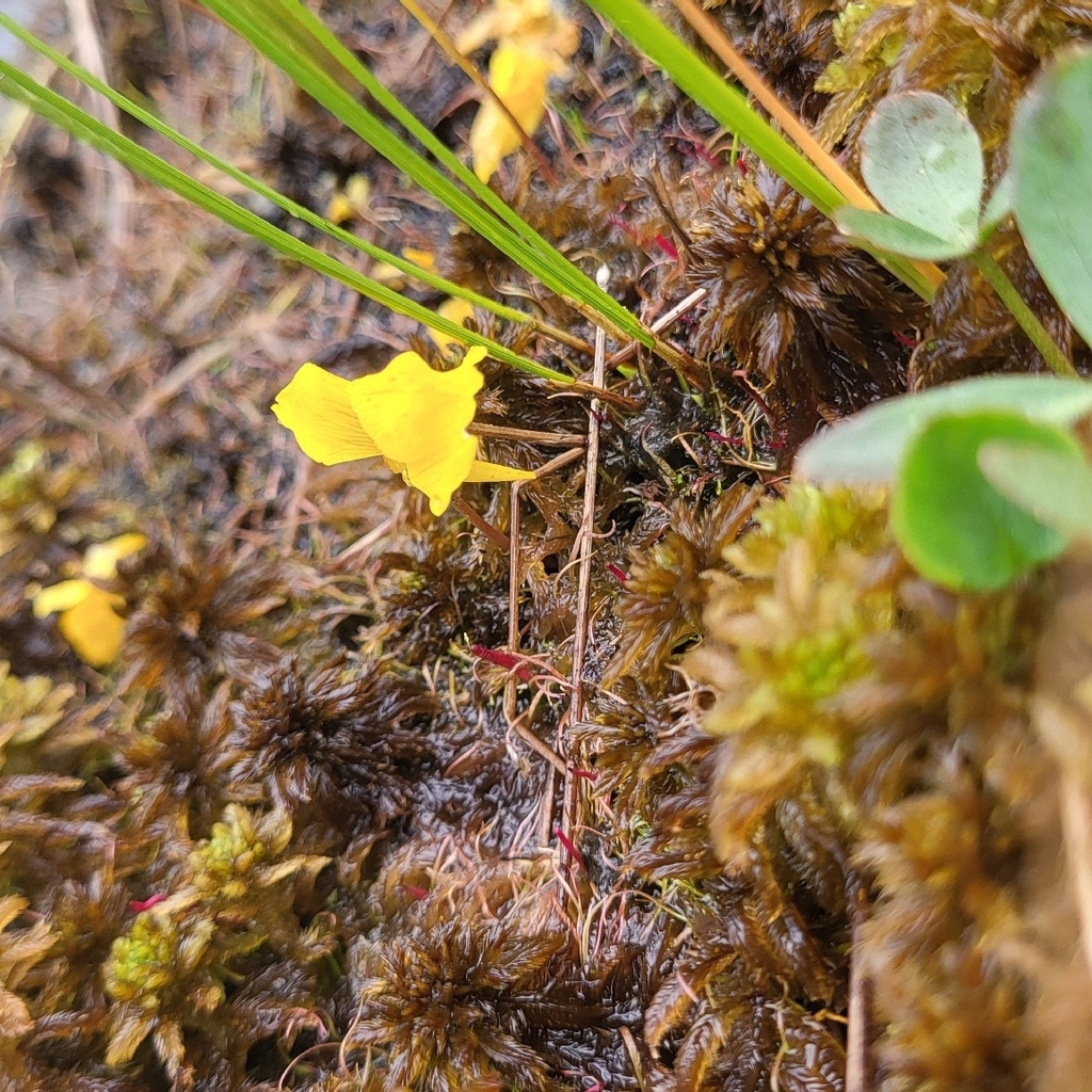 Utricularia cornuta; photograph author not stated, no rights reserved