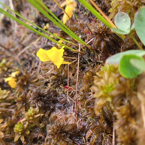 Utricularia cornuta