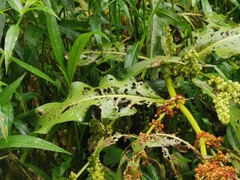 Rumex crispus crispus