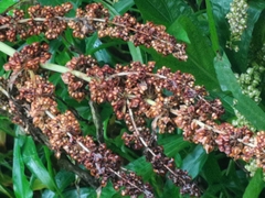 Rumex crispus crispus