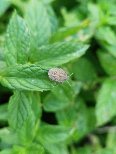 Sloe Bug