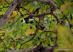 Machlolophus xanthogenys