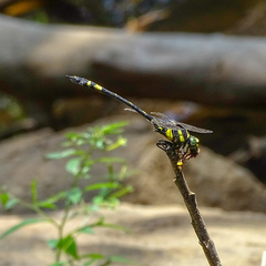 Gomphidia kodaguensis