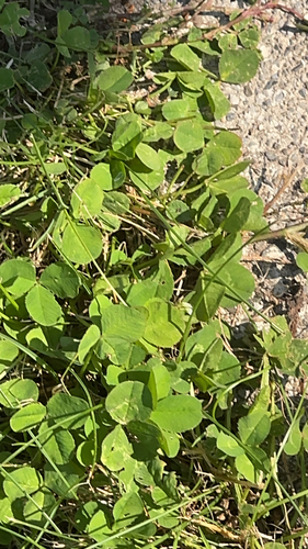 white clover