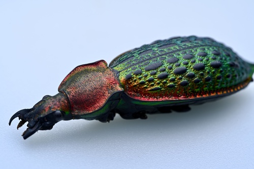 Carabus lafossei
