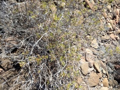 Ambrosia bryantii