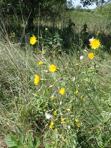 Perennial Sow Thistle