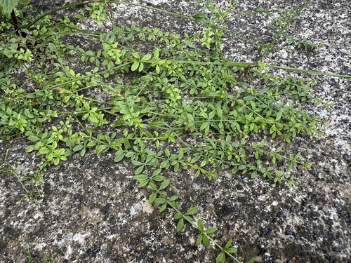 Galium palustre, photograph 6