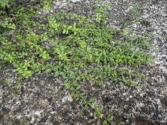 Galium palustre, photograph (c) Jason Grant, some rights reserved (CC BY)