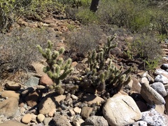 Cylindropuntia bigelovii ciribe