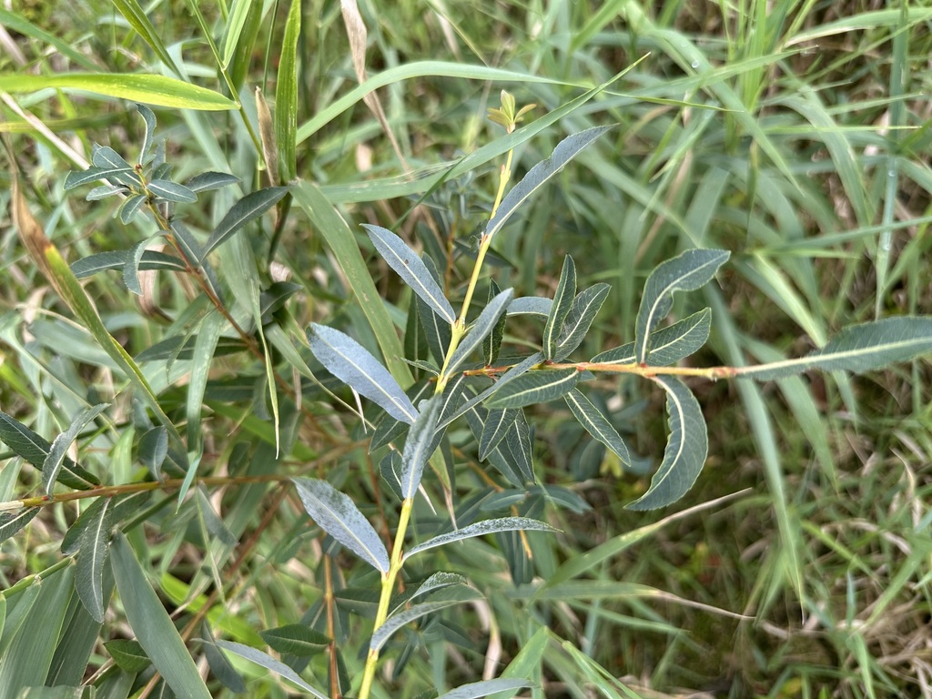 Salix purpurea; photograph (c) Jason Grant, some rights reserved (CC BY)