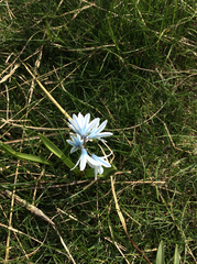Puschkinia scilloides