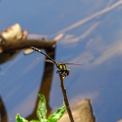 Gomphidia kodaguensis