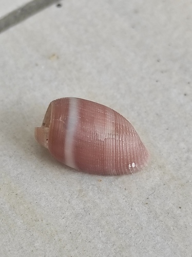 Acteon tornatilis observed 2026-08-27