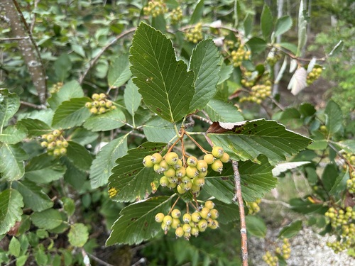 Hedlundia mougeotii, photograph 3